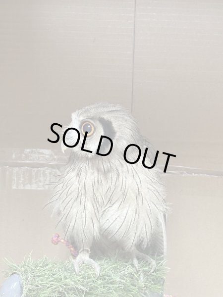 画像4: アフリカオオコノハズク (4)