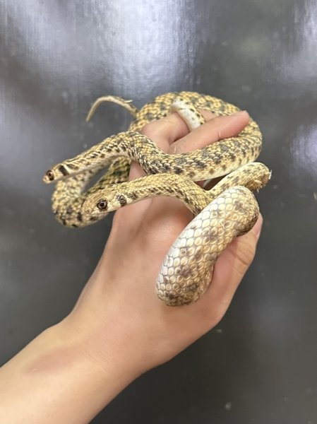 画像2: モイラヘビ (2)