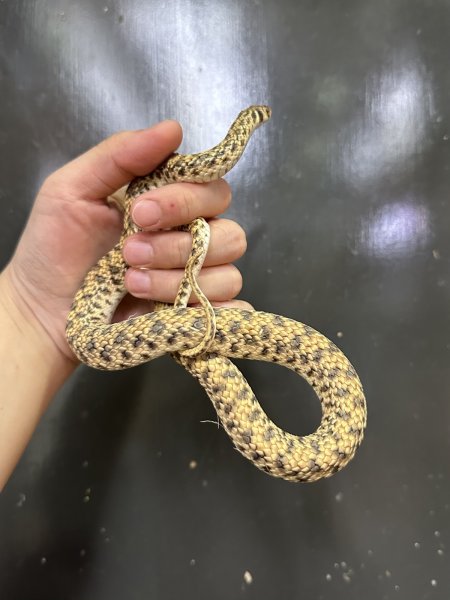 画像3: モイラヘビ (3)