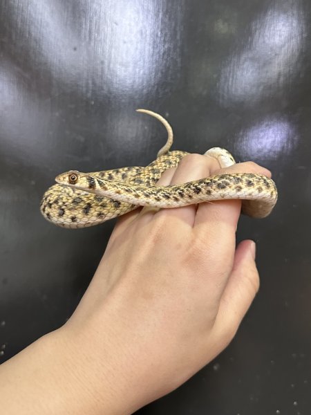 画像4: モイラヘビ (4)