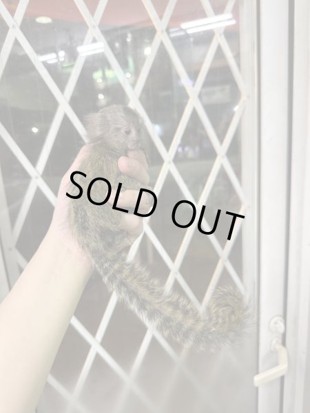 画像3: コモンマーモセット 雌 2/19生まれ (3)