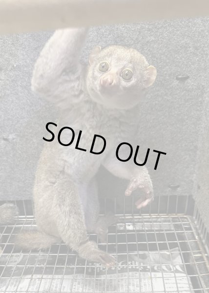 画像3: ポト 雄 2024/6/8生まれ (3)