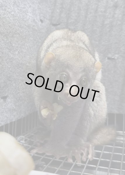 画像2: ポト 雄 2024/6/8生まれ (2)