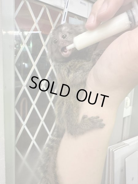 画像2: コモンマーモセット 雌 2/19生まれ (2)