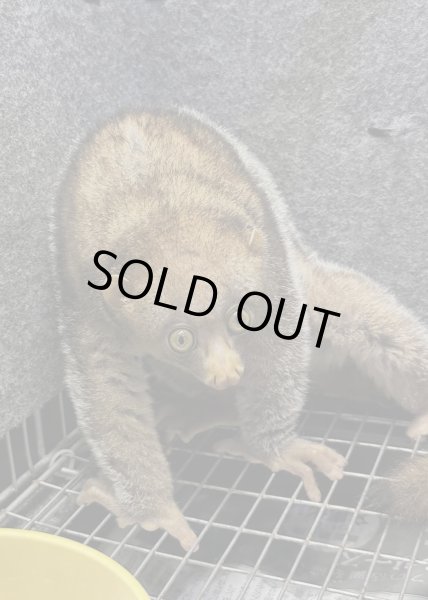 画像2: ポト 雌 2024/10/29生まれ (2)