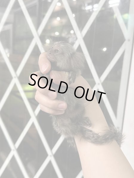 画像2: コモンマーモセット 雄 1/26生まれ (2)