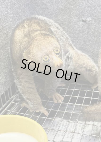 画像3: ポト 雌 2024/10/29生まれ (3)