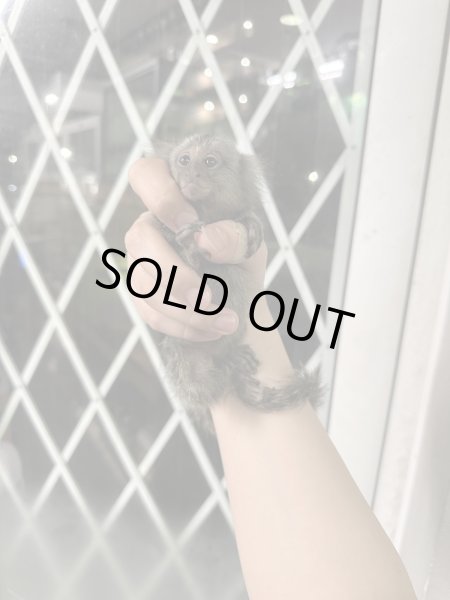 画像3: コモンマーモセット 雄 1/26生まれ (3)