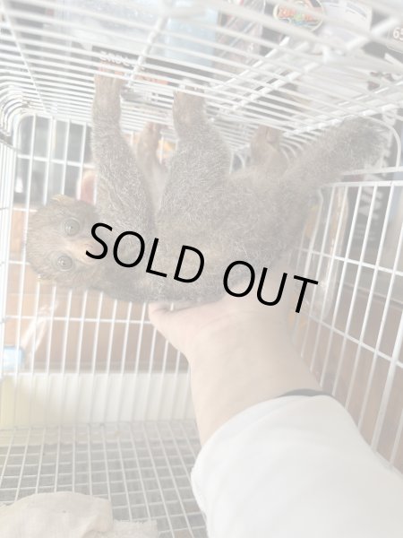 画像3: ポト 雌 2025/1/8生まれ (3)