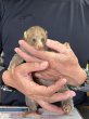 画像2: ポト 雌 2025/1/8生まれ (2)