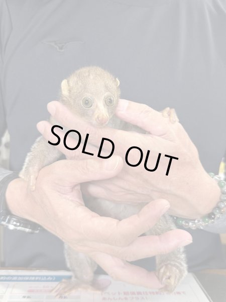 画像2: ポト 雌 2025/1/8生まれ (2)