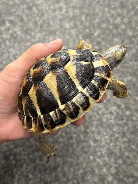 画像4: ヒガシヘルマンリクガメ　2024EUCB (4)