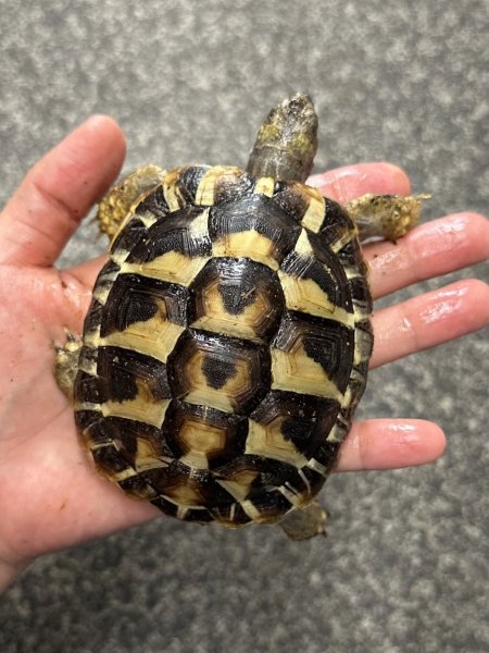 画像3: ヒガシヘルマンリクガメ　2024EUCB (3)