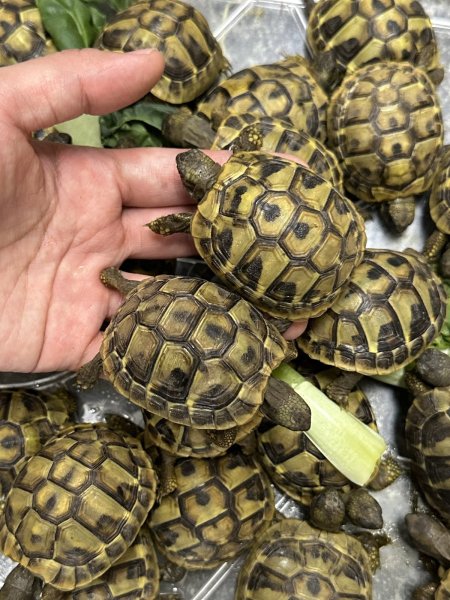 画像4: ヒガシヘルマンリクガメ　2025EUCB (4)