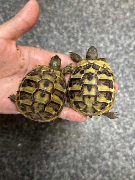 画像2: ヒガシヘルマンリクガメ　2025EUCB (2)