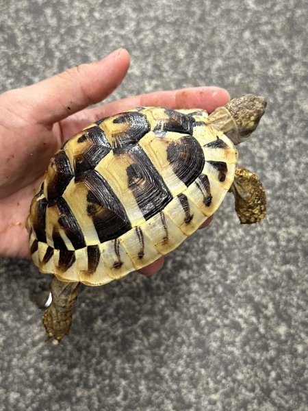画像2: ヒガシヘルマンリクガメ　2024EUCB (2)