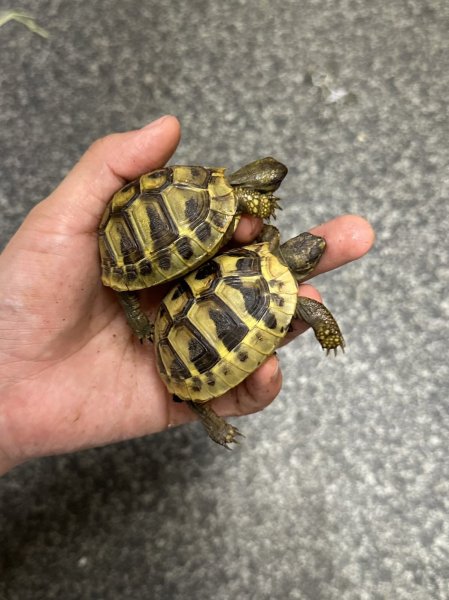 画像3: ヒガシヘルマンリクガメ　2025EUCB (3)