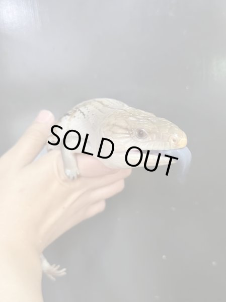 画像2: キタアオジタトカゲ ハイポ (2)