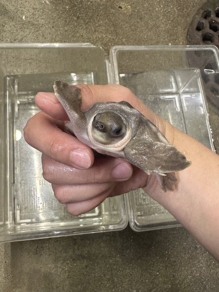 画像2: スッポンモドキ (2)