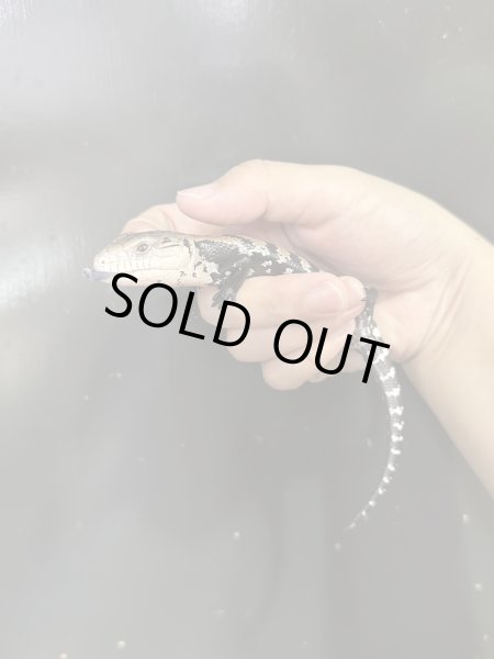 画像3: ハルマヘラアオジタトカゲ (3)