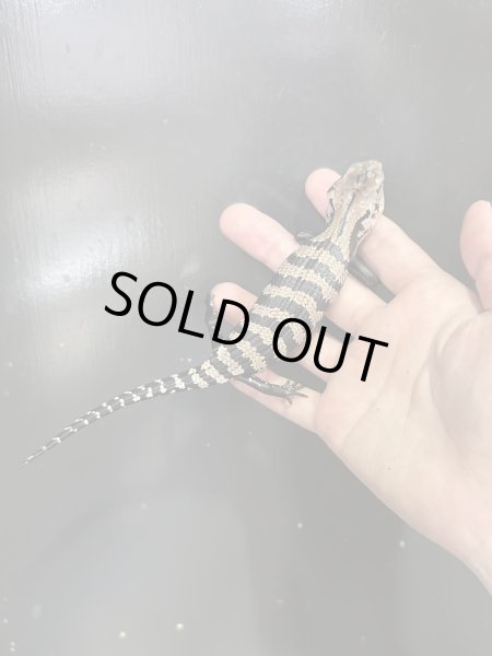 画像4: ハルマヘラアオジタトカゲ (4)