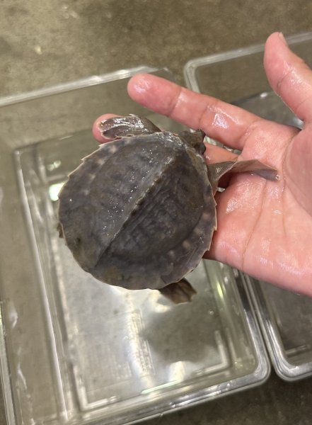 画像3: スッポンモドキ (3)