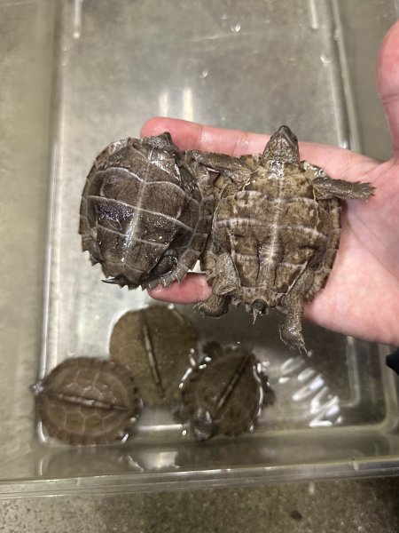 画像3: オオヤマガメ (3)