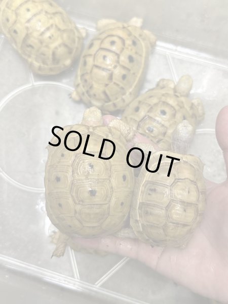 画像1: イエローアラブギリシャリクガメ (1)