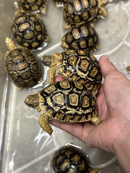 画像2: ヒョウモンリクガメ (2)