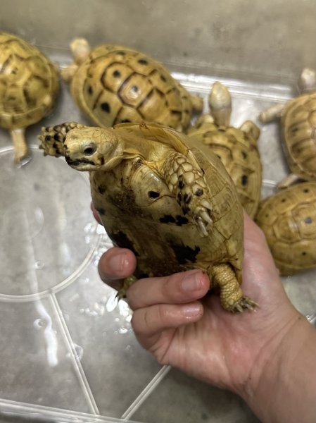 画像3: イエローアラブギリシャリクガメ (3)