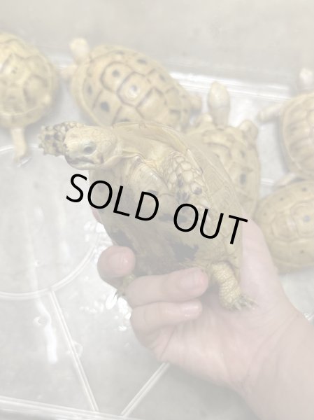 画像3: イエローアラブギリシャリクガメ (3)