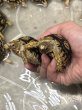 画像3: ヒョウモンリクガメ (3)