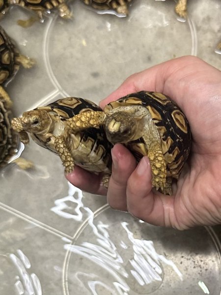 画像3: ヒョウモンリクガメ (3)