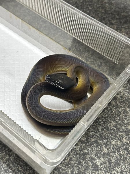 画像2: アルバーティスパイソン ノーザン (2)