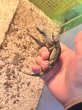 画像2: ヒナタヨロイトカゲ (2)