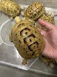 画像2: イエローアラブギリシャリクガメ (2)