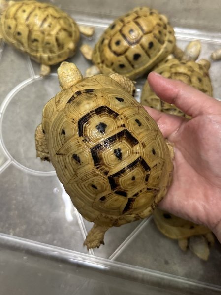 画像2: イエローアラブギリシャリクガメ (2)