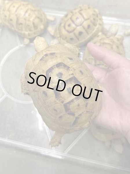 画像2: イエローアラブギリシャリクガメ (2)