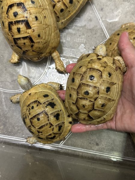 画像4: イエローアラブギリシャリクガメ (4)