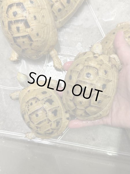 画像4: イエローアラブギリシャリクガメ (4)