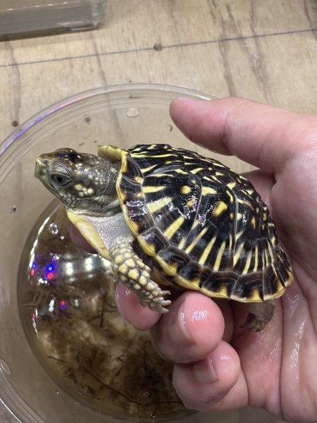 画像2: キタニシキハコガメ (2)