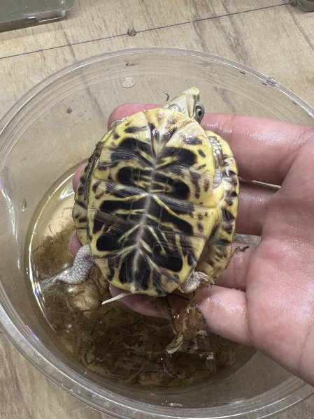 画像3: キタニシキハコガメ (3)