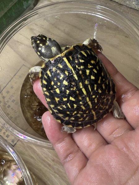 画像4: キタニシキハコガメ (4)