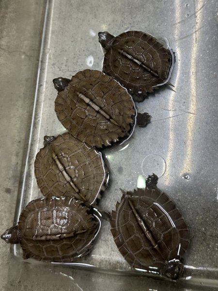 画像2: オオヤマガメ (2)