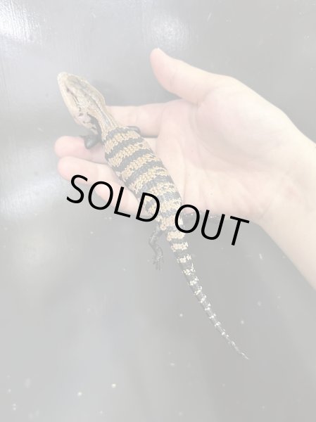 画像2: ハルマヘラアオジタトカゲ (2)