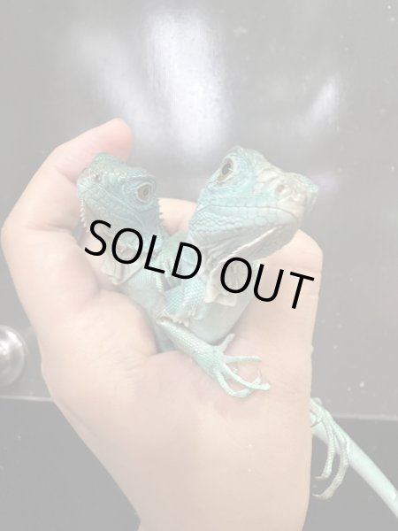 画像3: ブルーイグアナ (3)