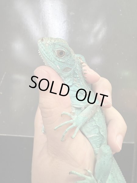 画像2: ブルーイグアナ (2)