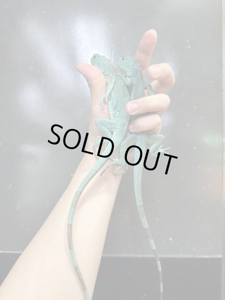 画像4: ブルーイグアナ (4)