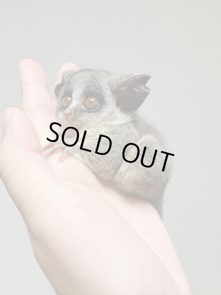 画像2: ショウガラゴ 6/5生 雌 (2)