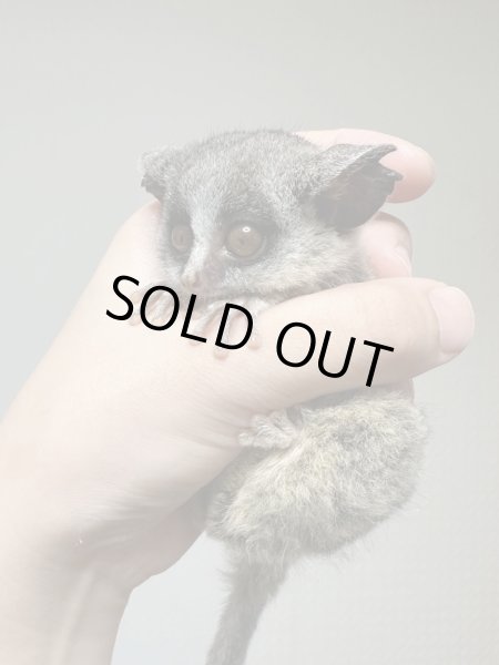 画像4: ショウガラゴ 6/5生 雌 (4)